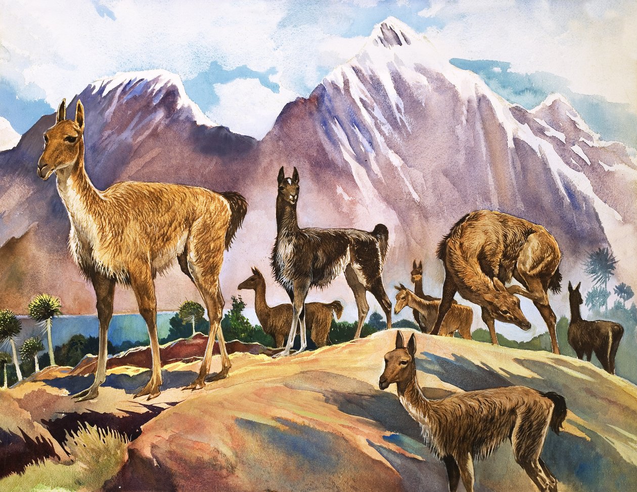 A Lhama, ilustração de "Maravilhas da Natureza de English School