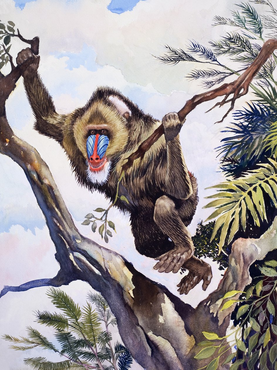 O macaco pastor, de "Wonders of Nature" (Maravilhas da Natureza) de English School