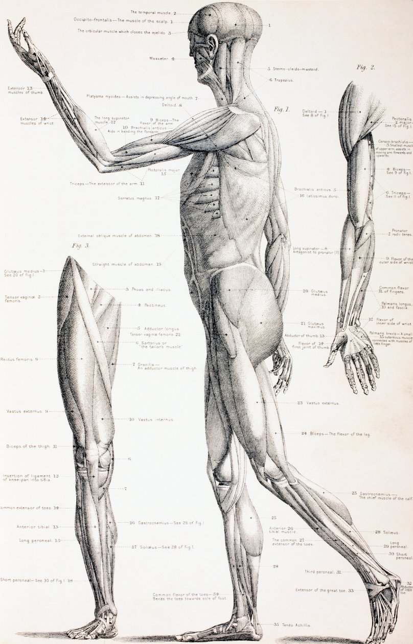 Os músculos do corpo humano, c.1890 de English School