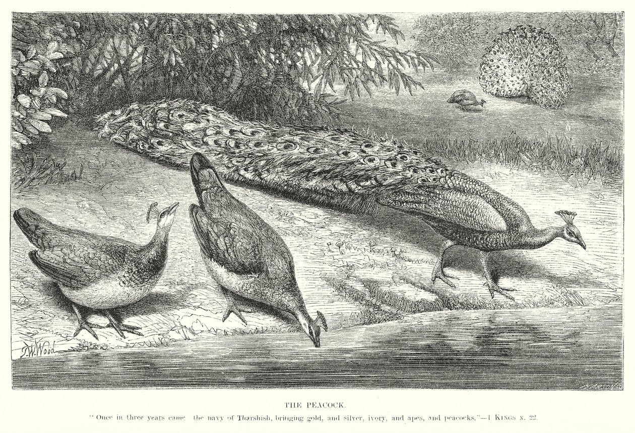 O Pavão (gravura) de English School