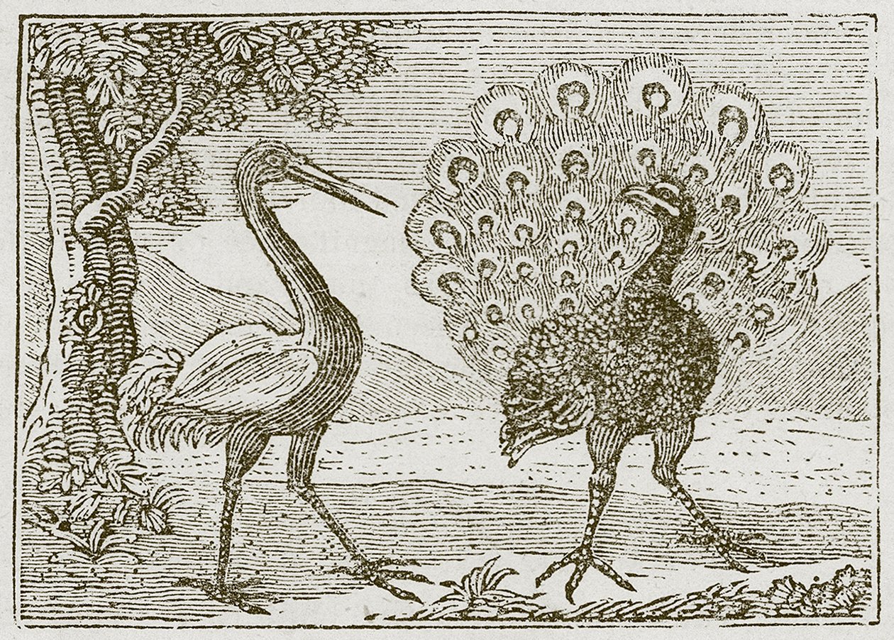 O Pavão e o Grou (gravura) de English School