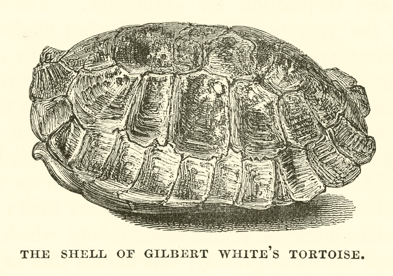 A carapaça da tartaruga de Gilbert White (gravura) de English School