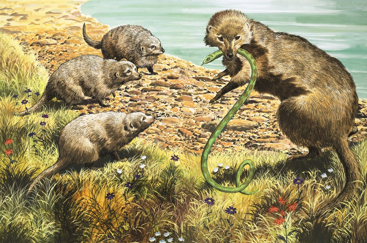 O Apanhador de Serpentes, ilustração de "O País das Maravilhas da Natureza de English School