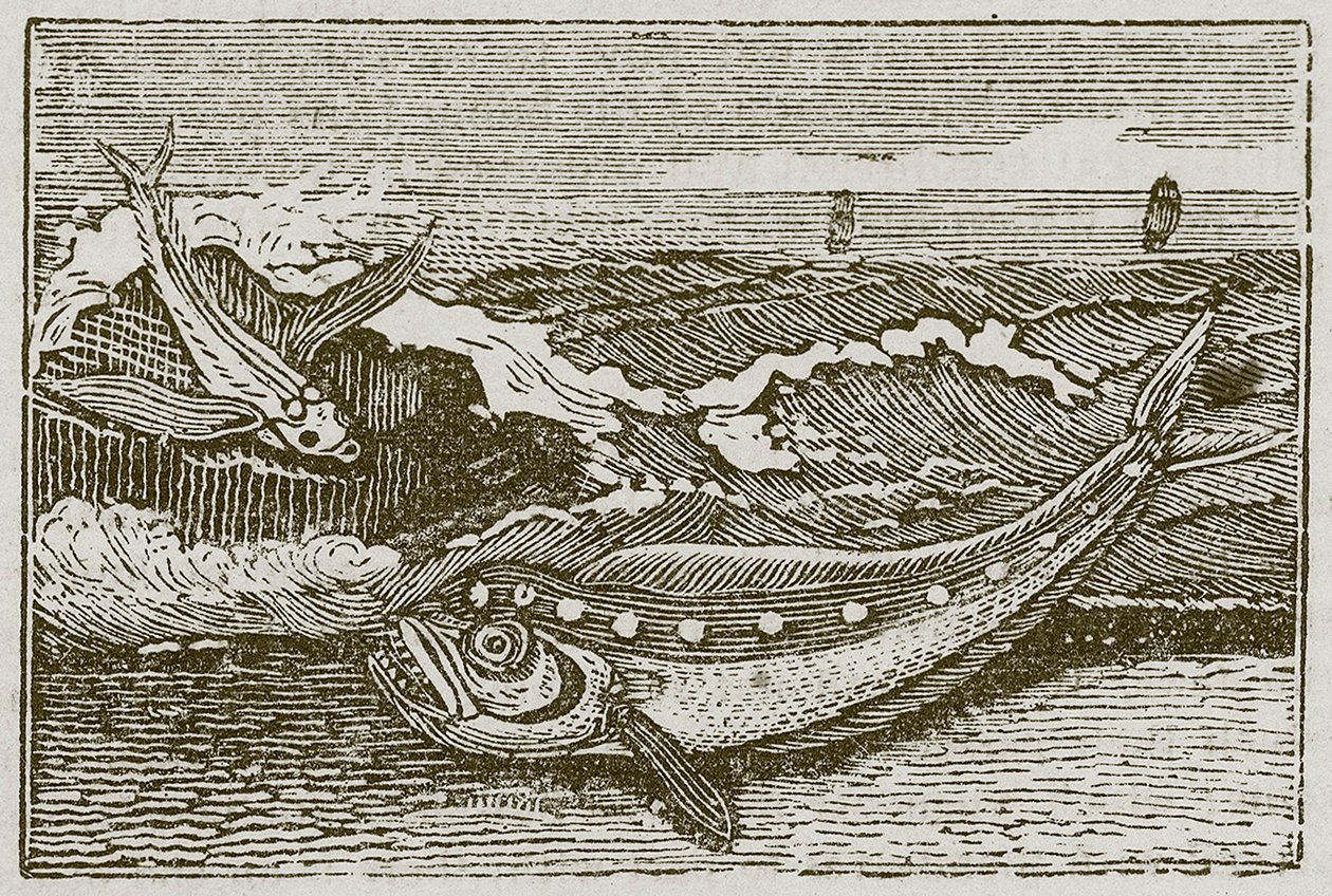 O coelhinho e o golfinho (gravura) de English School