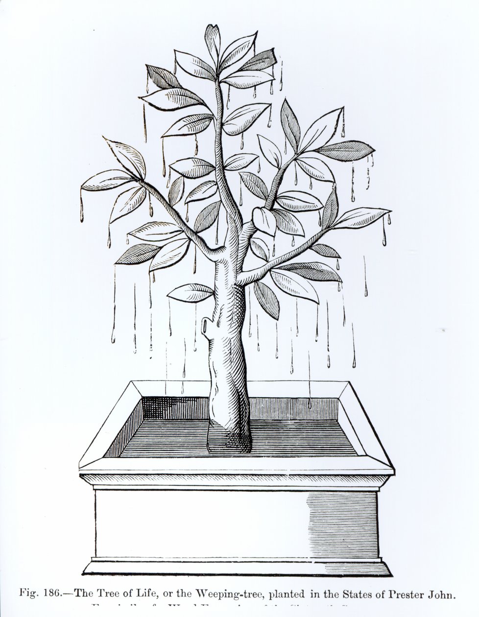 A Árvore da Vida, ou a Árvore do Choro, plantada nos Estados do Preste João, ilustração da Ciência e Literatura da Idade Média e do Renascimento, escrita e gravada por Paul Lacroix, 187 de English School