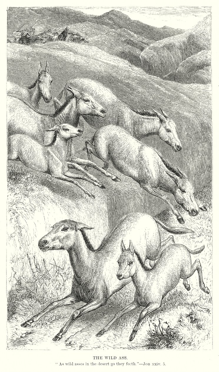 O burro selvagem (gravura) de English School