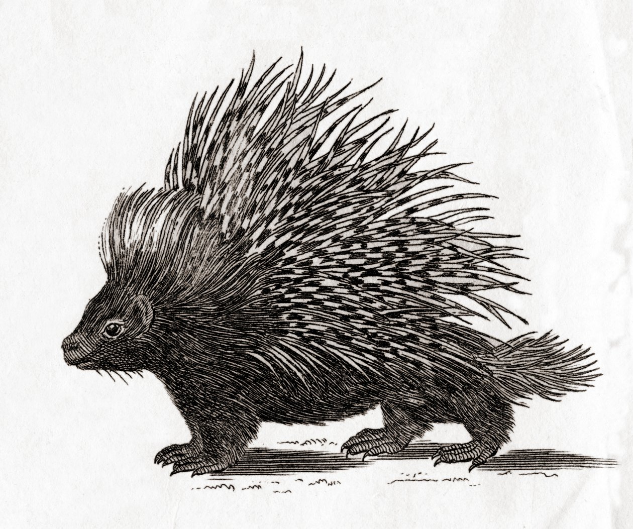 O porco-espinho de crista (Hystrix cristata), a partir de uma gravura do século XVIII de English School