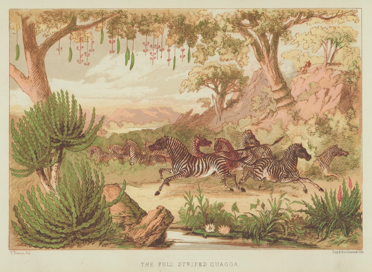 O quagga com riscas (litografia a cores) de English School