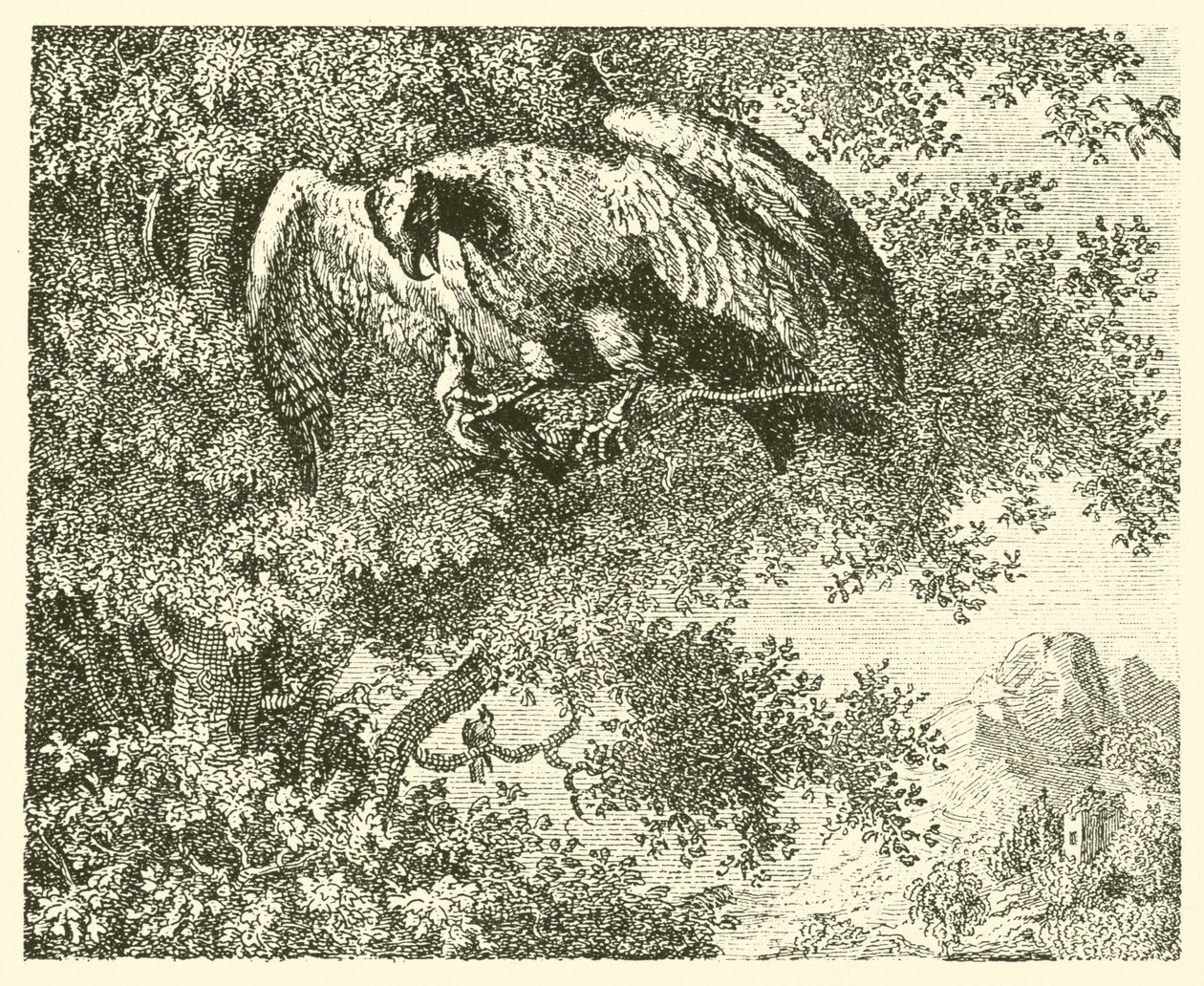 O falcão e o rouxinol (gravura) de English School