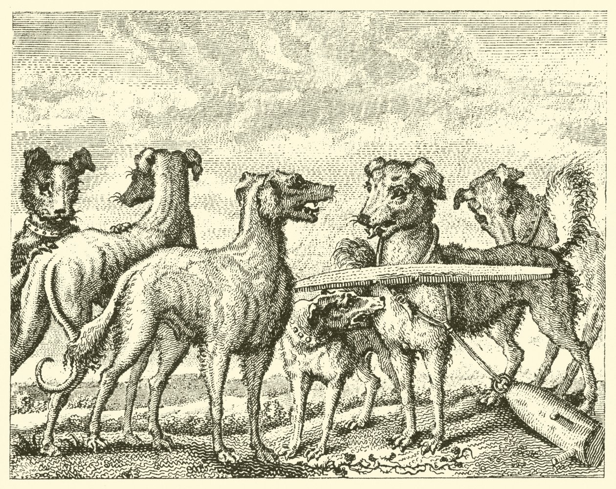 O cão travesso (gravura) de English School