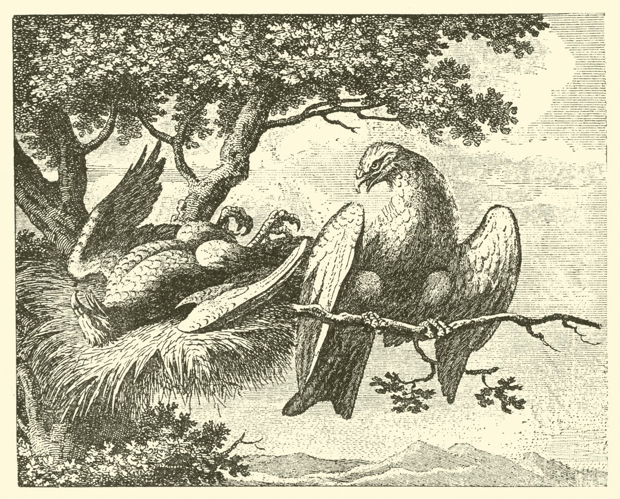 O papagaio doente (gravura) de English School