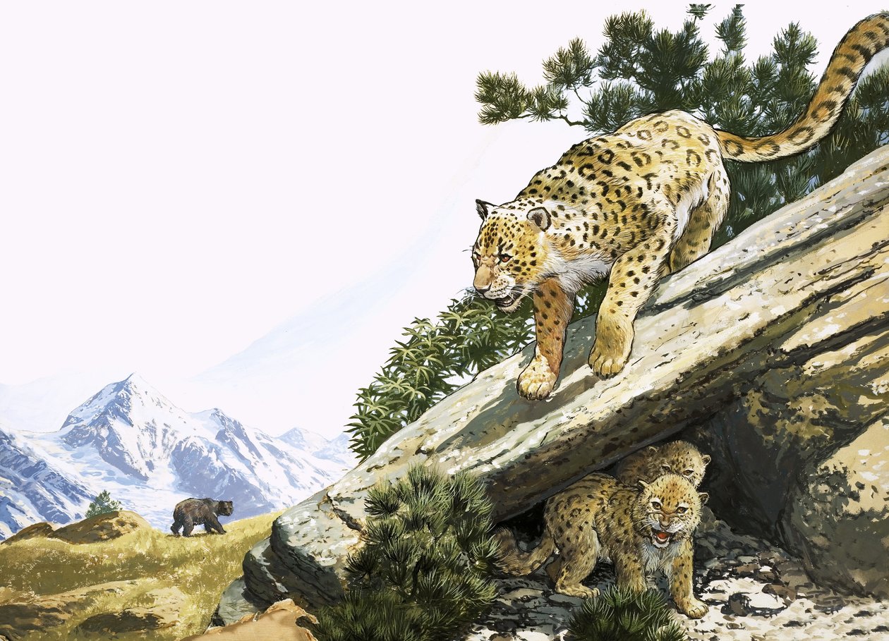 O leopardo-das-neves de English School