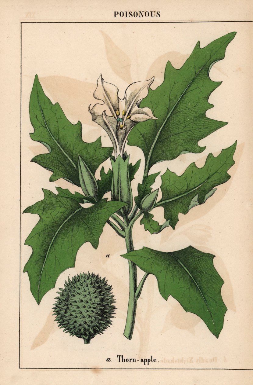 Maçã espinhosa com flores brancas e frutos espinhosos.   , de "The Instructive Picturebook, or Lessons from the Vegetable World," [Charlotte Mary Yonge], Edimburgo de English School