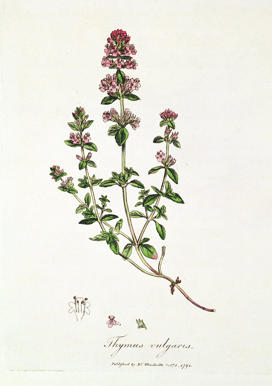 Tomilho, Thymus vulgaris, publicada pelo Dr. Woodville de English School