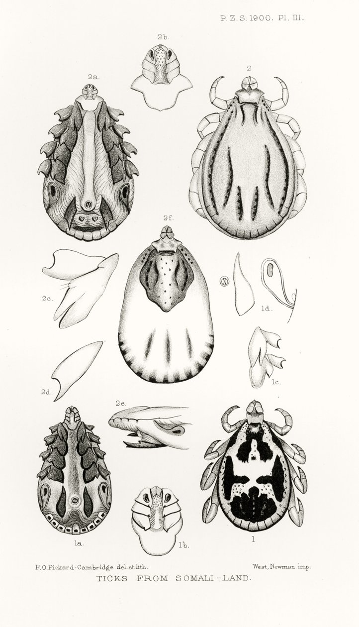 Carrapatos de Somali-Land, ilustração de The Hope Reports, vol. II, 1897-1900., Editado por Edward B. Poulton, Oxford, 1901 de English School