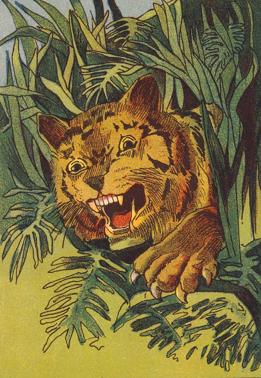 Tigre, Índia (litografia a cores) de English School