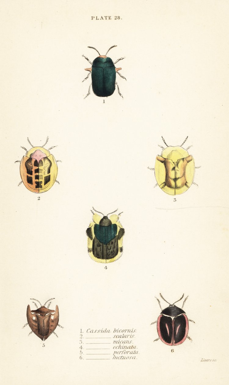 Tortoise beetles: Omocerus bicornis 1, Cassida scalaris 2, Cassida micans 3, Cassida echinata 4, Cassida perforata 5, and Cassida luctuosa 6 de English School