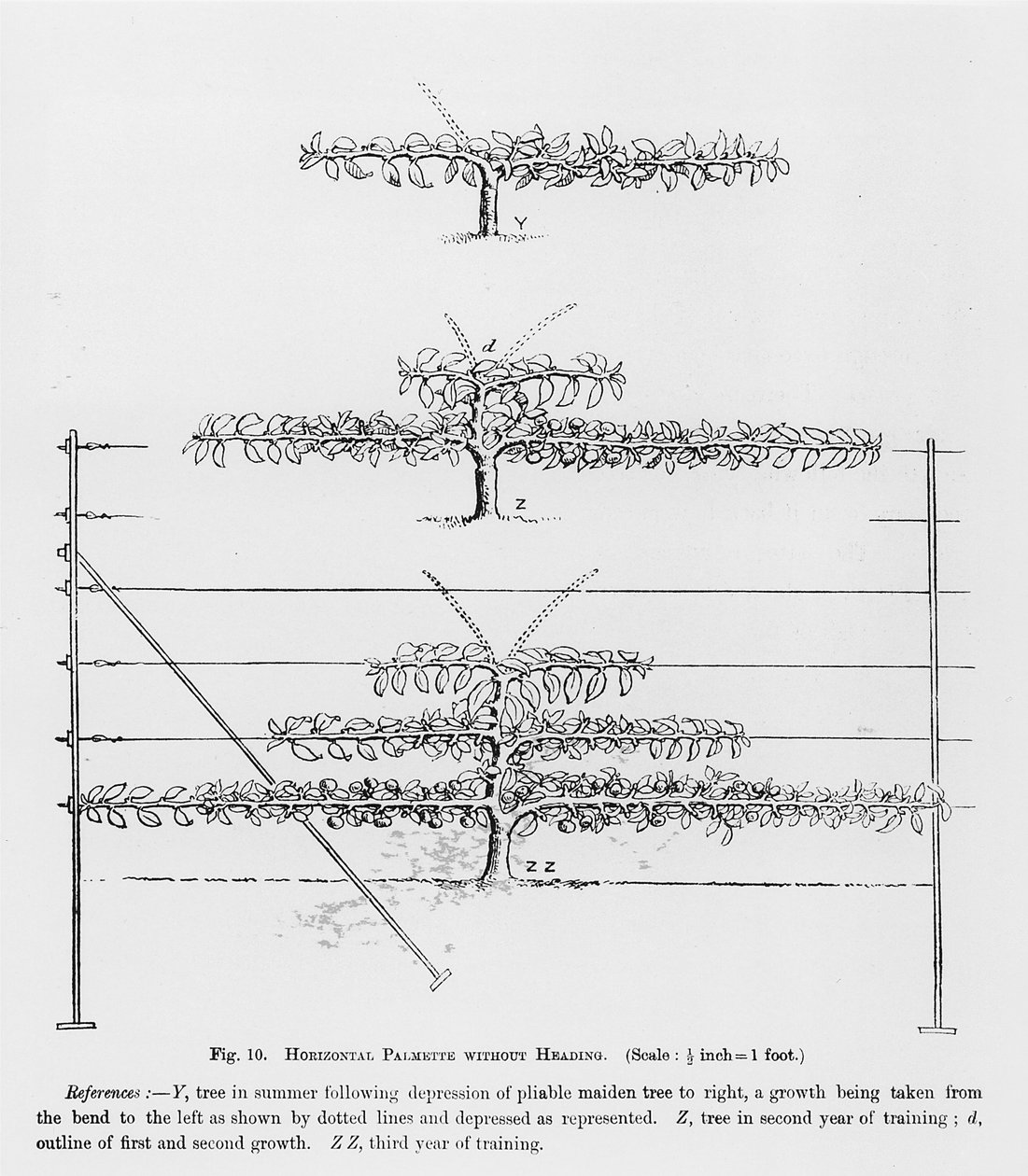 Treinar árvores frutíferas jovens, de The Fruit Growers Guide por John Wright, publicado c.1897-1905 de English School