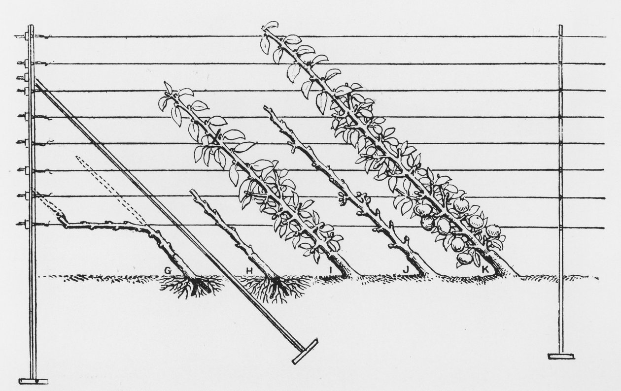 Treinar árvores jovens, de The Fruit Growers Guide, de John Wright, publicado em c.1897-1905 de English School