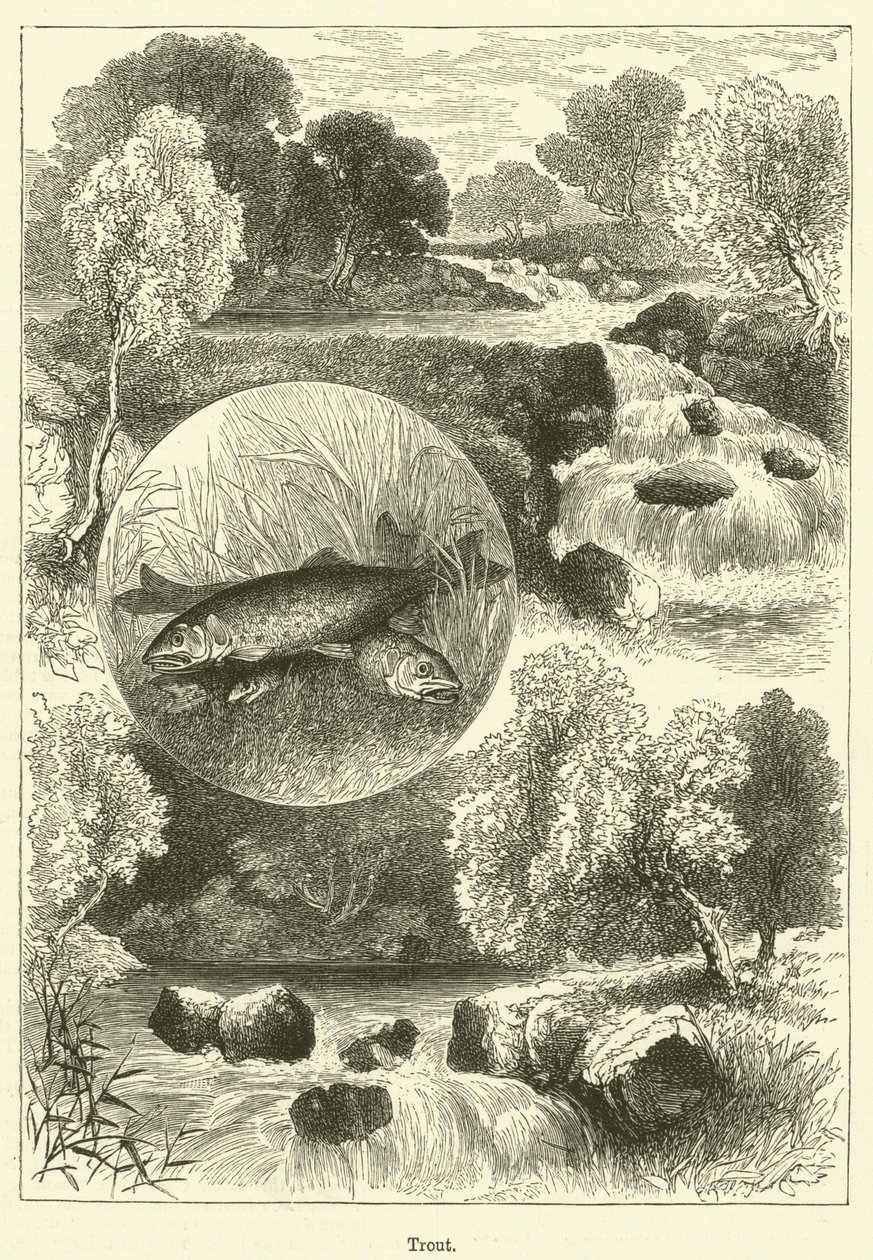 Truta (gravura) de English School