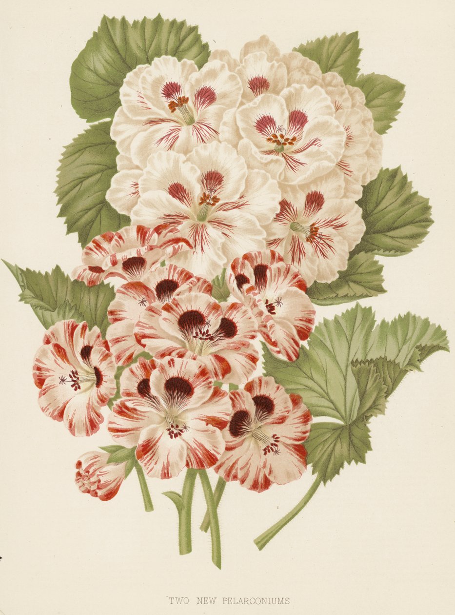Dois novos pelargoniums (litografia a cores) de English School
