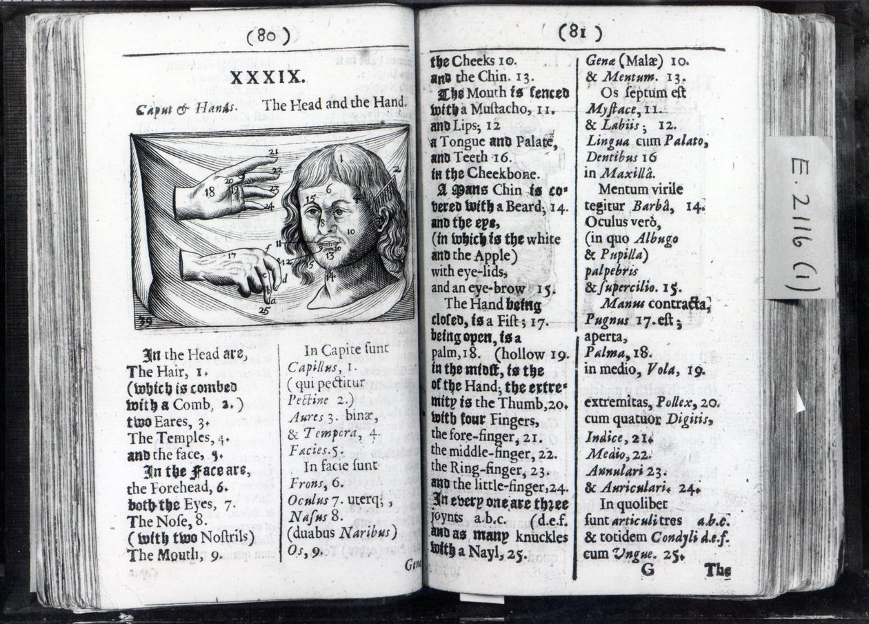 Duas páginas Mundial Sensualium Pictus Comenius, 1659 de English School
