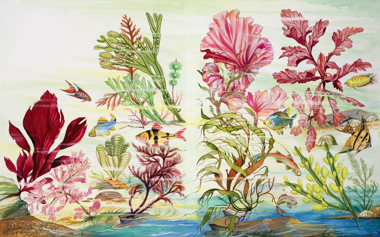 Plantas subaquáticas (guache sobre papel) de English School