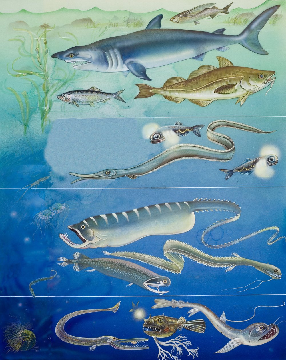 Montagem de criaturas subaquáticas (guache sobre papel) de English School