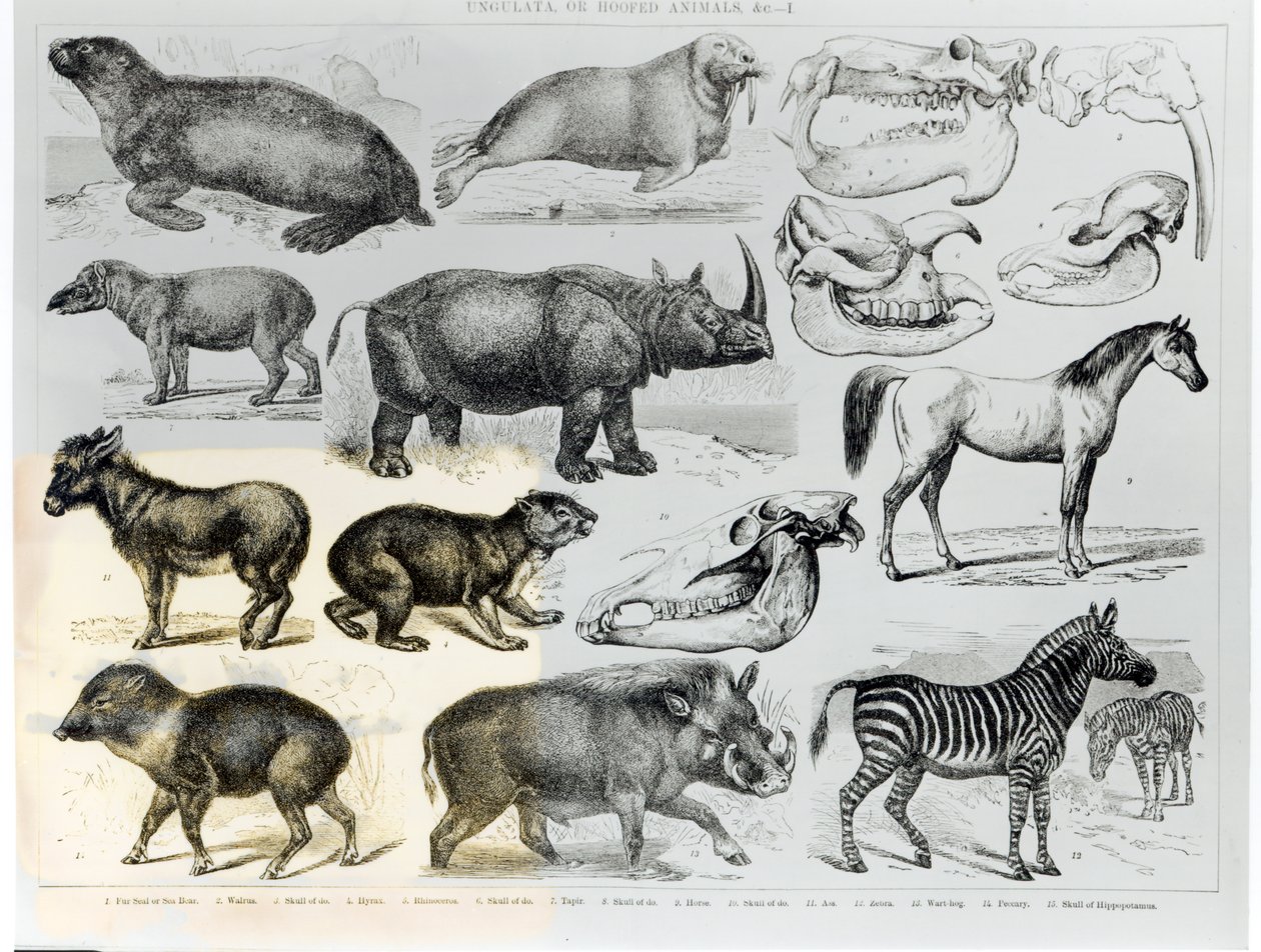Ungulata ou animais com cascos de English School