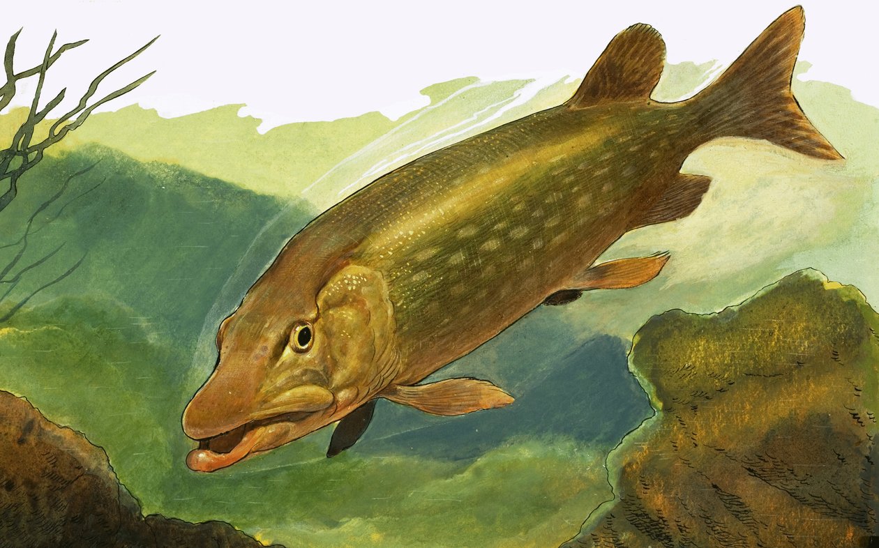 Peixe não identificado de English School