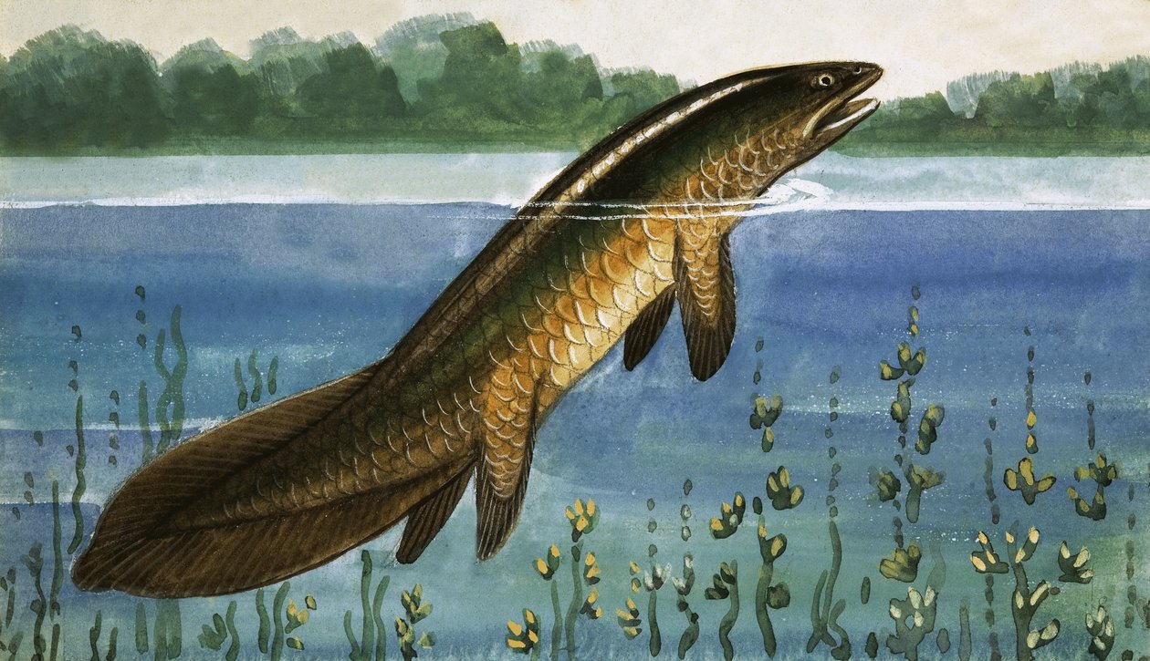 Peixe não identificado de English School