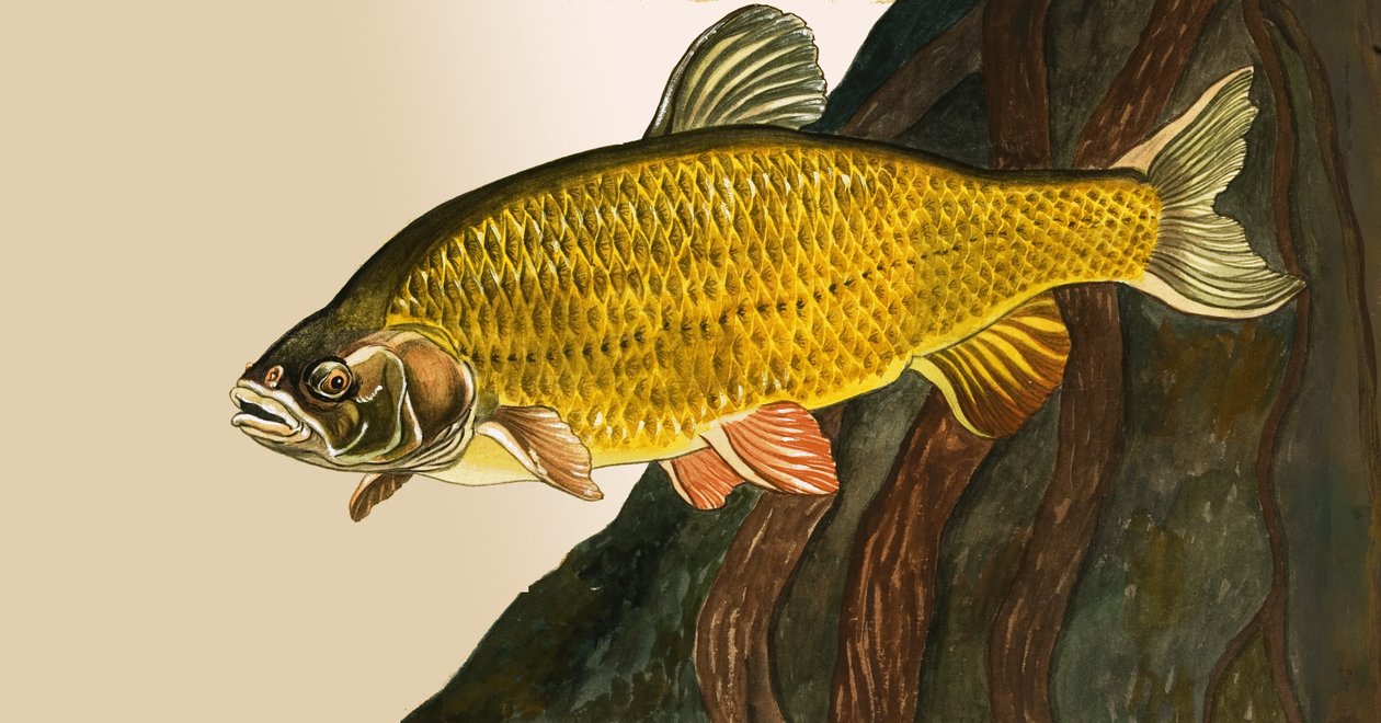 Peixe não identificado de English School