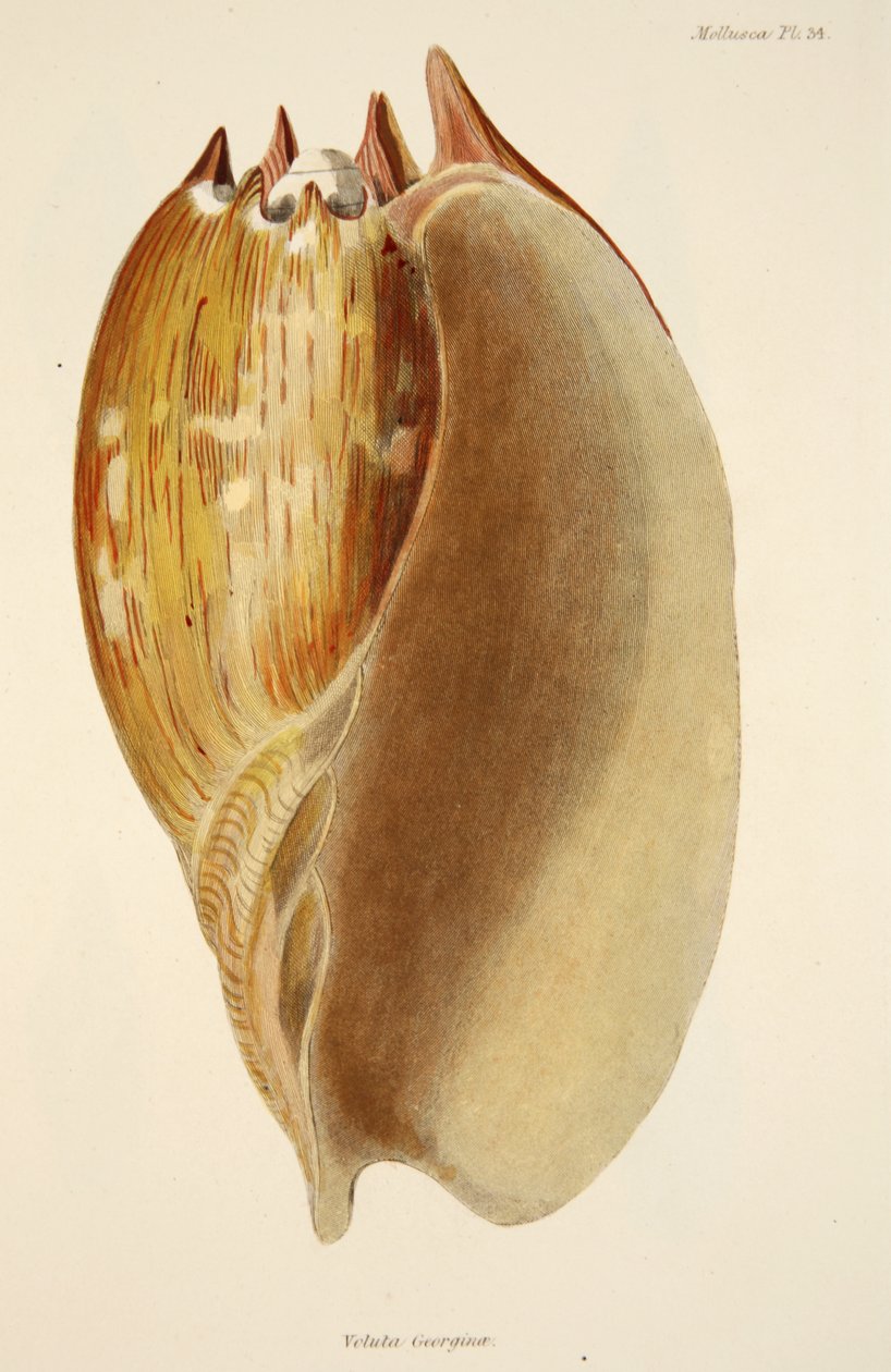 Veluta Georgina, de The Mollusca e Radiata, pub. 1833 (gravura colorida à mão) de English School