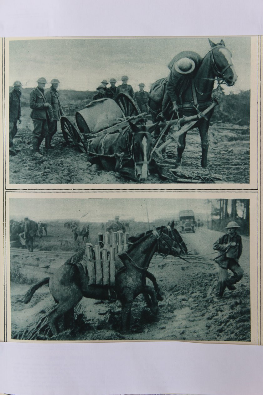 Cavalos de guerra afundando na lama, norte da França, agosto de 1917 de English School
