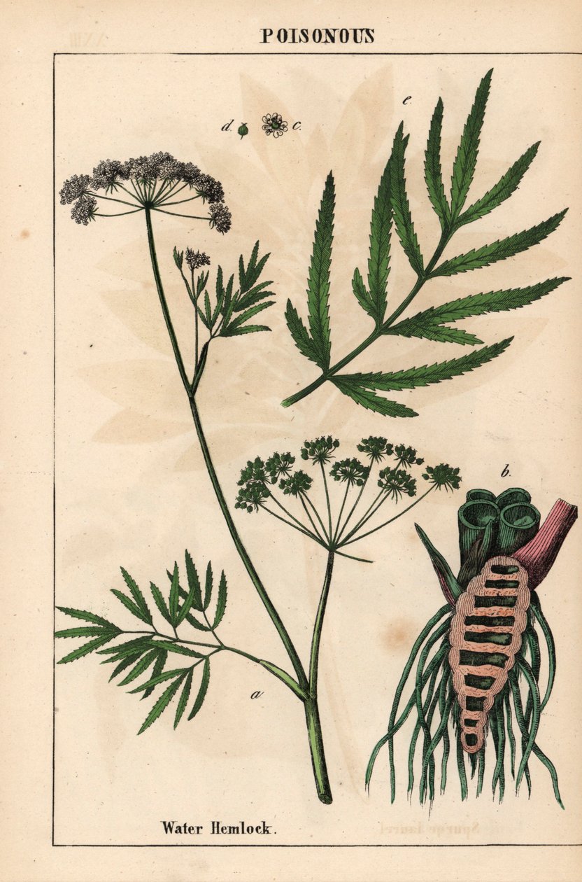 Bicho de água mostrando folhas, estrutura das raízes e flores. Cicuta virosa , de "The Instructive Picturebook, or Lessons from the Vegetable World," [Charlotte Mary Yonge], Edimburgo de English School