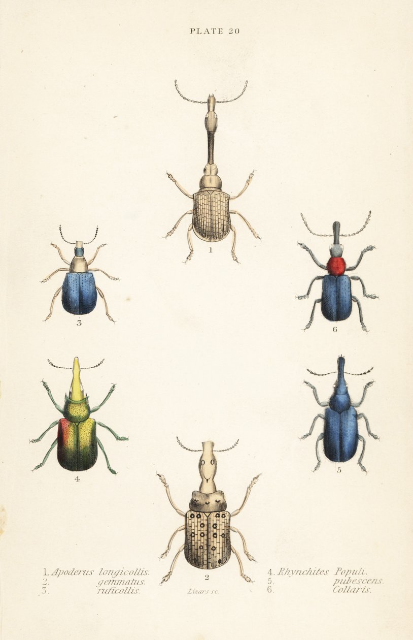 Gorgulhos: Attelabus longicollis 1, Attelabus gemmatus 2, Attelabus ruficollis 3, Byctiscus populi 4, Rhycnhites pubescens 5, e Rhynchites collaris 6 de English School