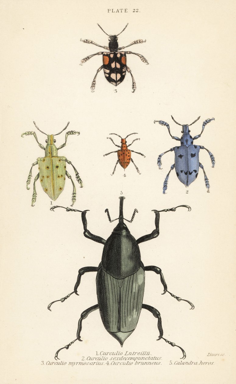 Gorgulhos e escaravelhos: Curculio latreillii 1, Curculio sexdecempunctatus 2, Trichaptus mutillarius 3, Pissodes castaneus 4 e Calandra heros 5 de English School