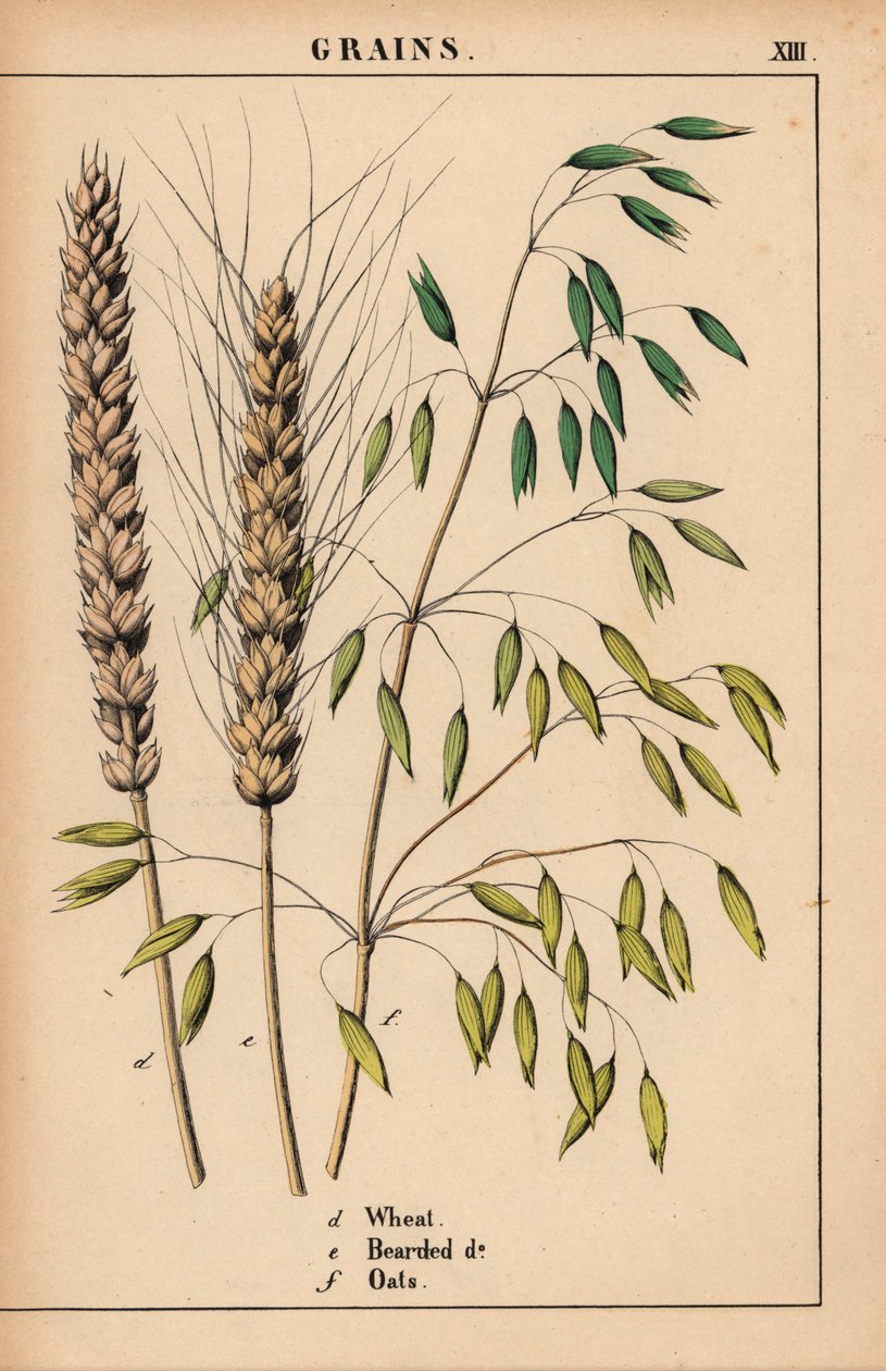Trigo, trigo barbudo e aveia.  , de "The Instructive Picturebook, or Lessons from the Vegetable World", [Charlotte Mary Yonge], Edimburgo de English School