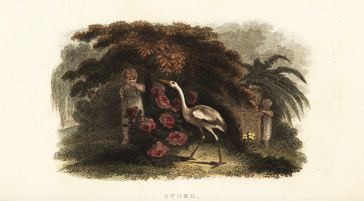 Cegonha branca, Ciconia ciconia, brincando de esconde-esconde com crianças em um jardim de English School