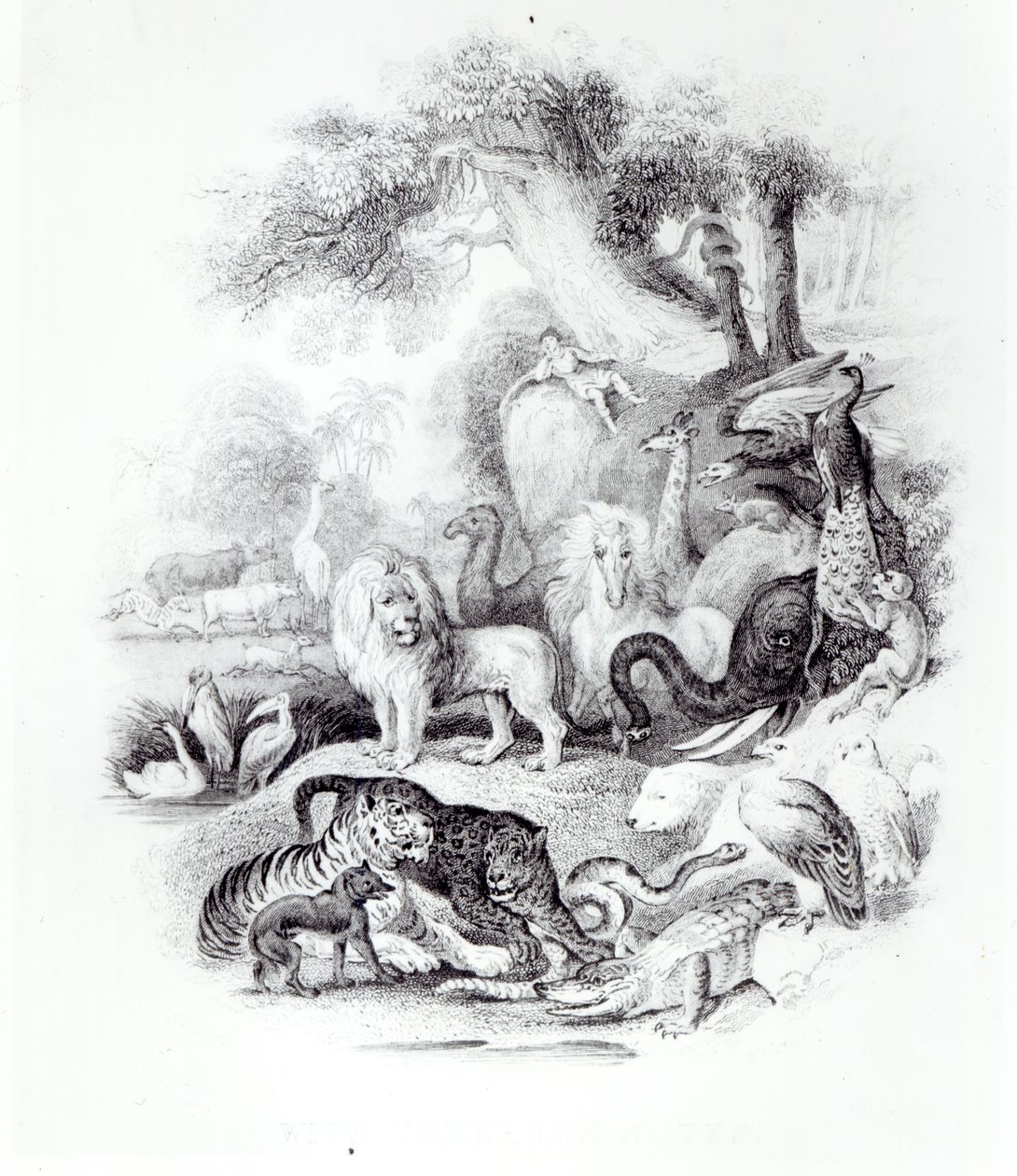Animais Selvagens de &39;Uma História da Terra e Natureza Animada&39; de Oliver Goldsmith, Londres, 1840 de English School