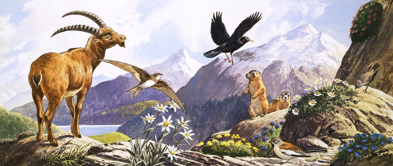 Vida selvagem na Europa Central, ilustração de "O País das Maravilhas da Natureza de English School