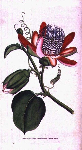 Winged Passion Flower (Passiflora alata), placa 66 de William Curtis