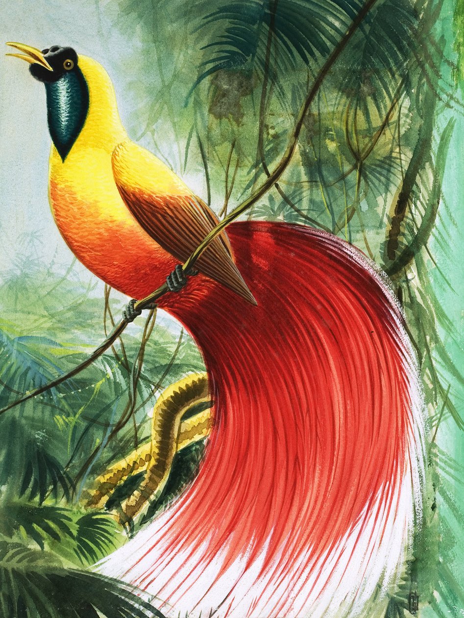 Maravilha sem asas do Paraíso, ilustração de "Maravilhas da Natureza de English School