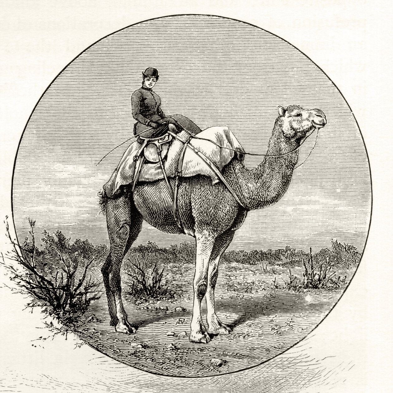 Mulher em um camelo na Austrália, c.1880, de "Fotos australianas", de Howard Willoughby, publicado pela Religious Tract Society, Londres, 1886 de English School