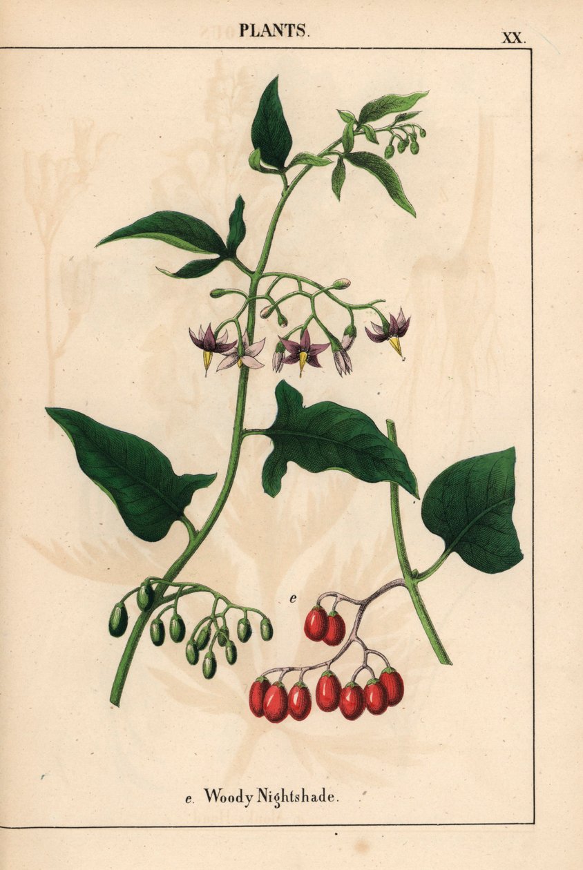 Nightshade amadeirado com flores roxas e frutas vermelhas   , de "The Instructive Picturebook, or Lessons from the Vegetable World", [Charlotte Mary Yonge], Edimburgo de English School