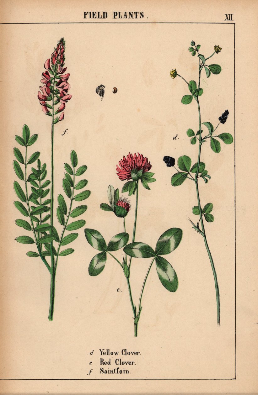 Trevo amarelo, trevo vermelho e saintfoin ou sanfoin  , de "The Instructive Picturebook, or Lessons from the Vegetable World," [Charlotte Mary Yonge], Edimburgo de English School
