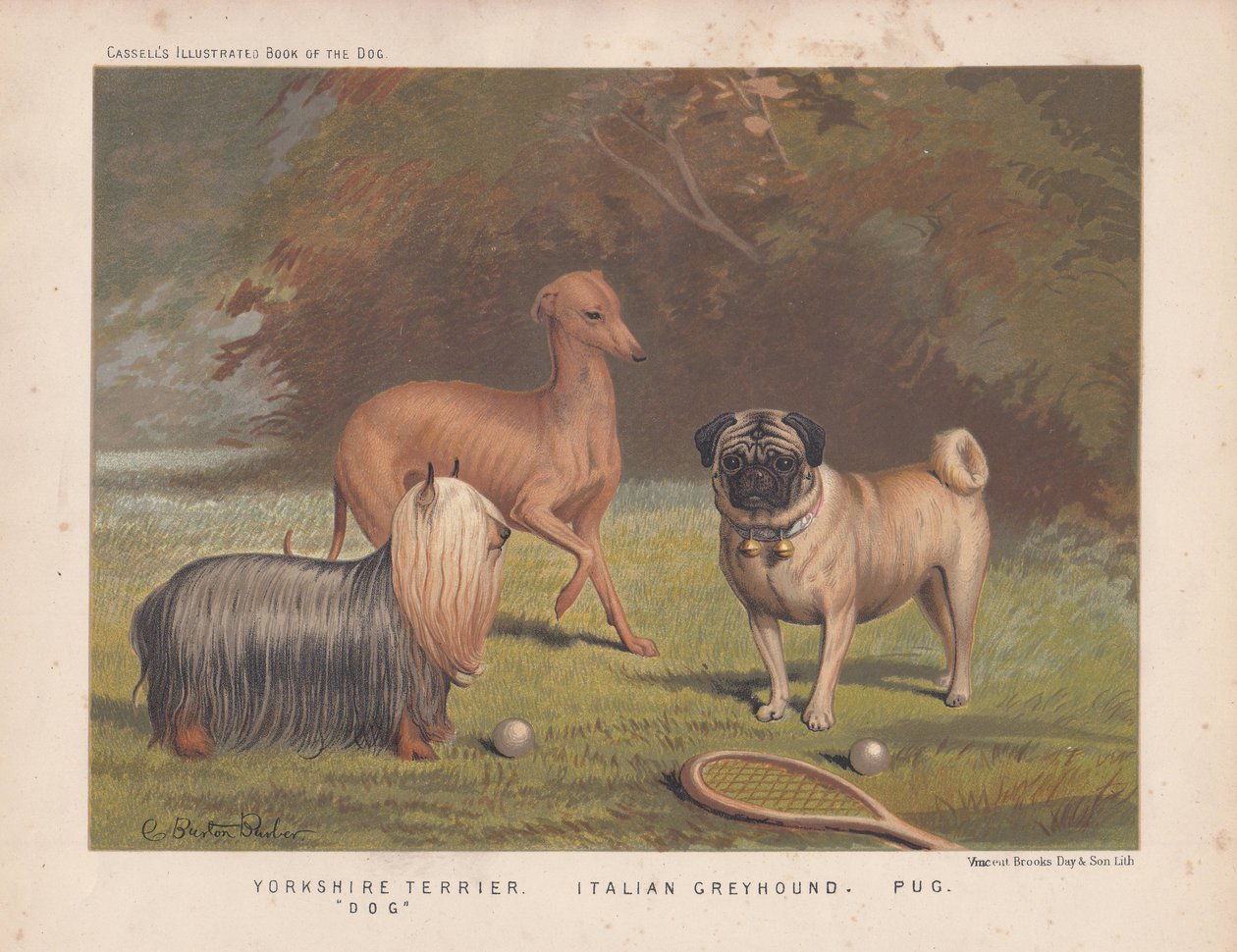 Yorkshire terrier, galgo italiano e pug mostrado com raquete e bolas de ténis de English School