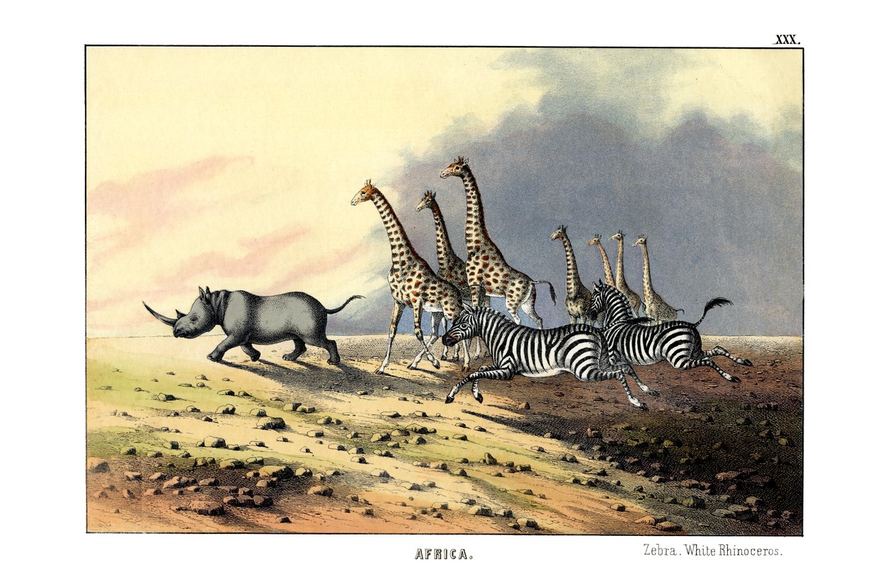 Zebra de English School