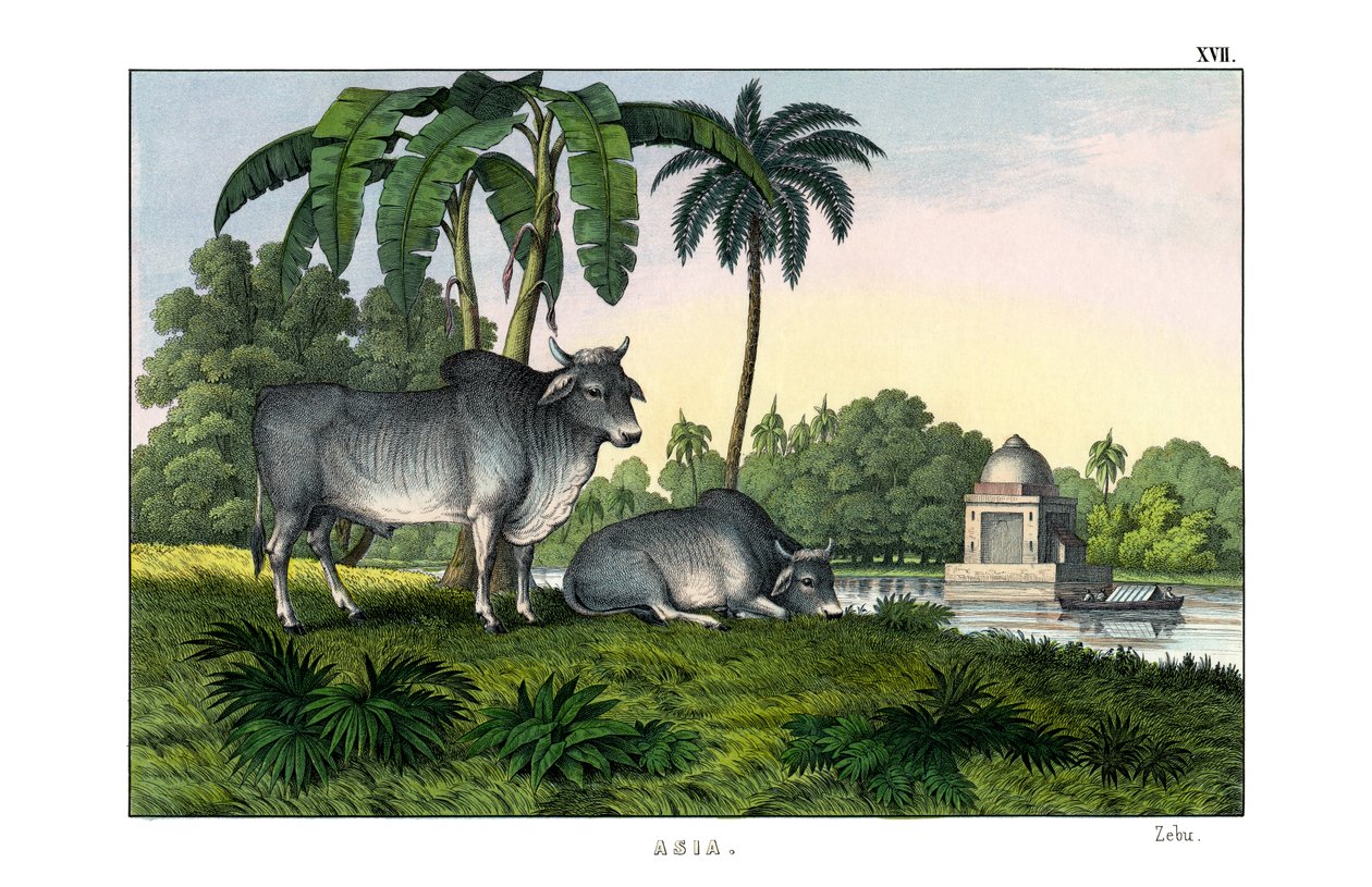 Zebu de English School