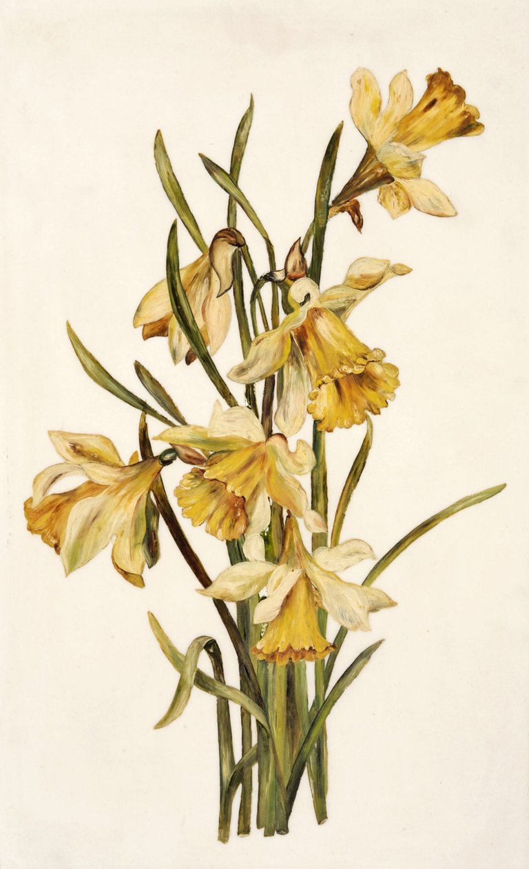 Ainda vida, narcisos (óleo no vidro de opala) de English School English School